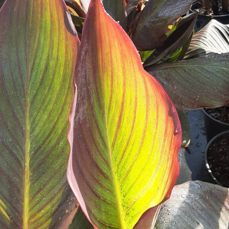 Plant image Canna 'Phasion' syn. Canna 'Durban', Canna 'Tropicanna', Canna 'Inferno'