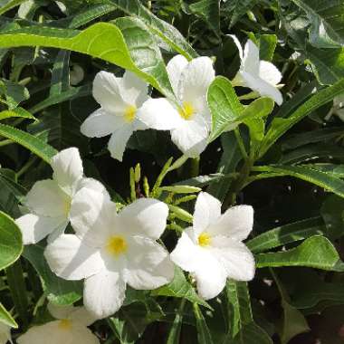 Plumeria pudica