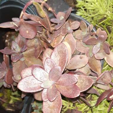 Hylotelephium Firecracker