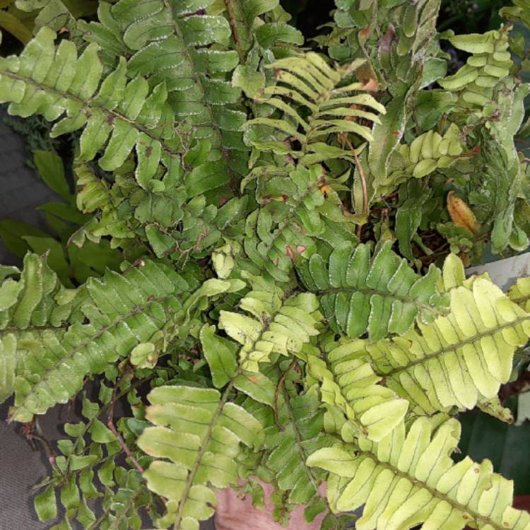 Plant image Nephrolepis Exaltata 'Green Fantasy'