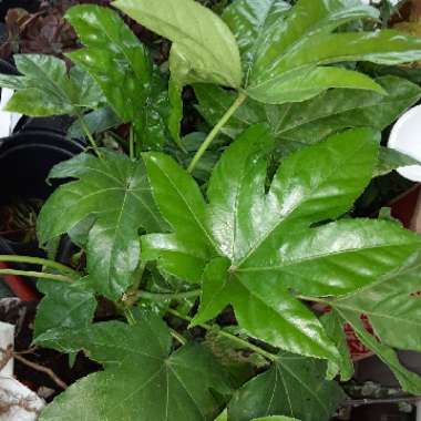 Fatsia japonica  syn. Aralia japonica