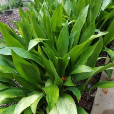 Aspidistra elatior