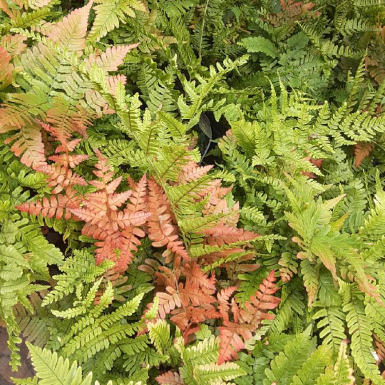 Plant image Dryopteris erythrosora 'Brilliance'