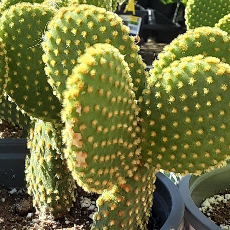 plant image 1413474