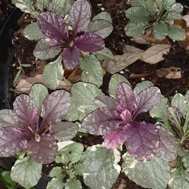 Ajuga reptans 'Burgundy Glow'