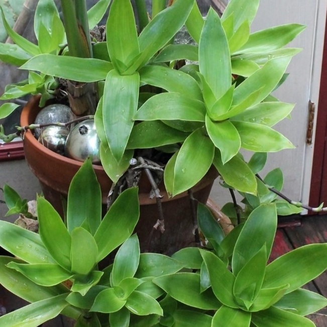 Callisia Fragrans, Basket Plant, Inch Plant - uploaded by @TexasTanya