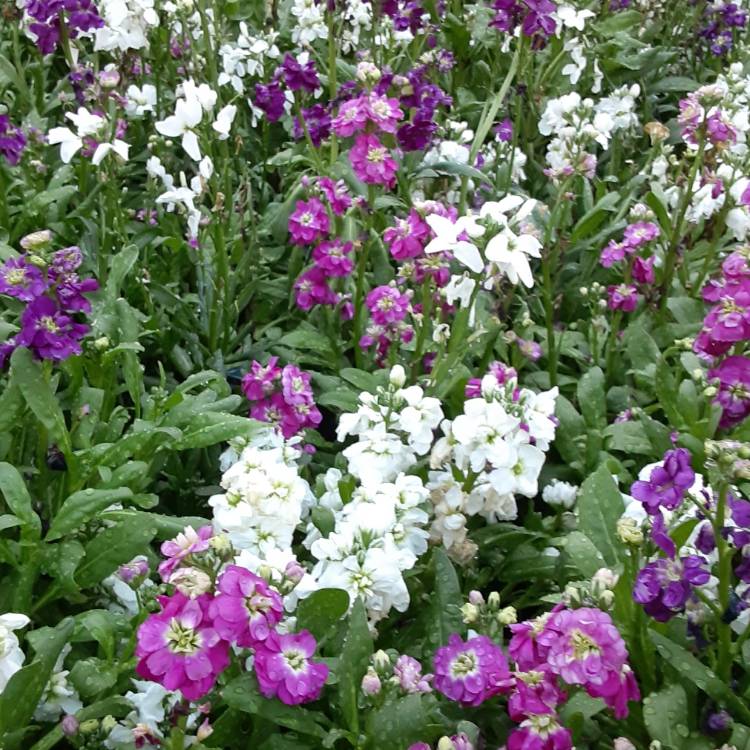 Plant image Matthiola incana