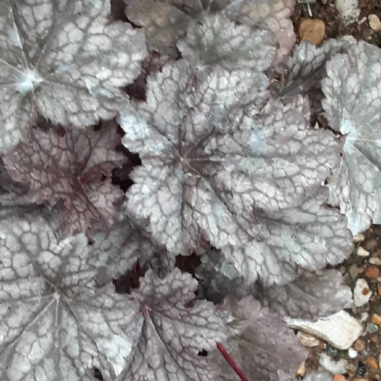 Plant image Heuchera 'Plum Pudding'
