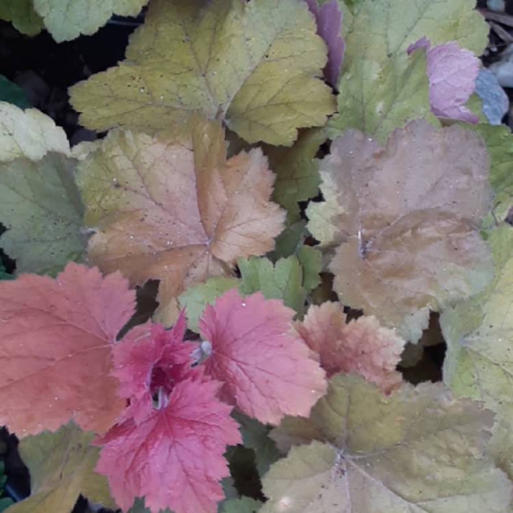 plant image 1452488
