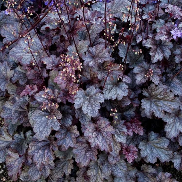 plant image 1453400