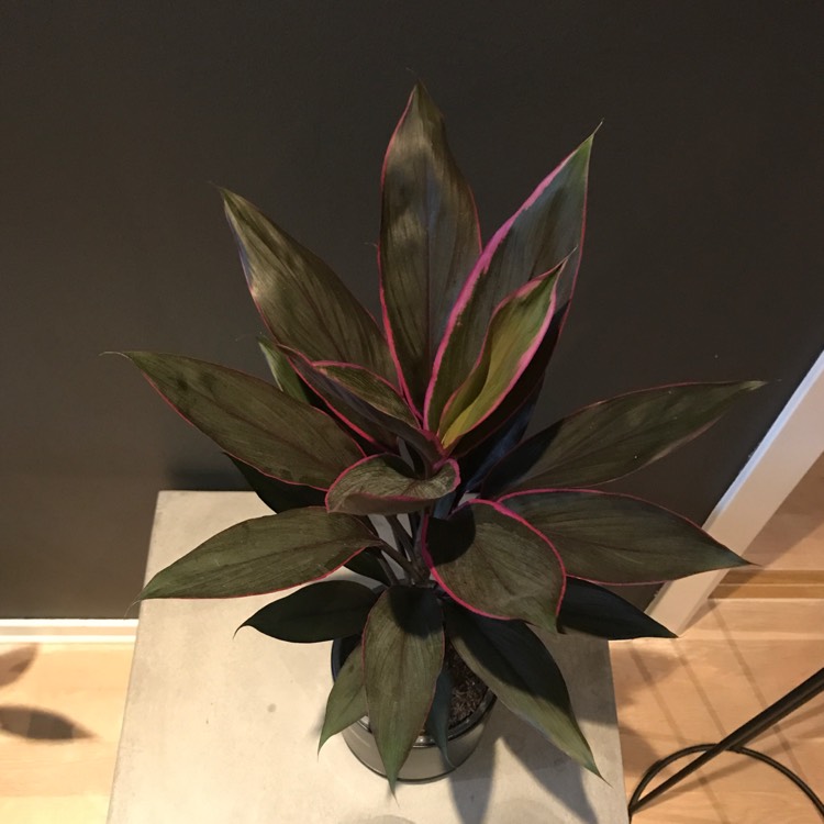 Plant image Cordyline fruticosa 'Red Tips'