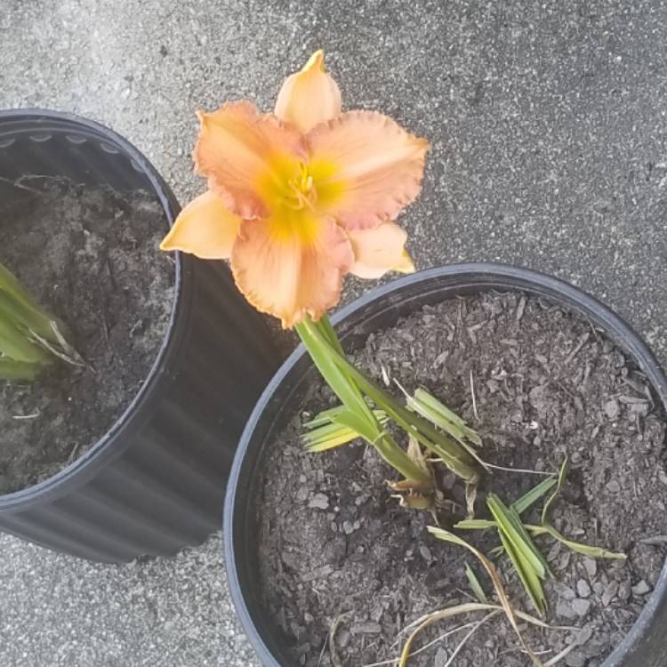 plant image 743632