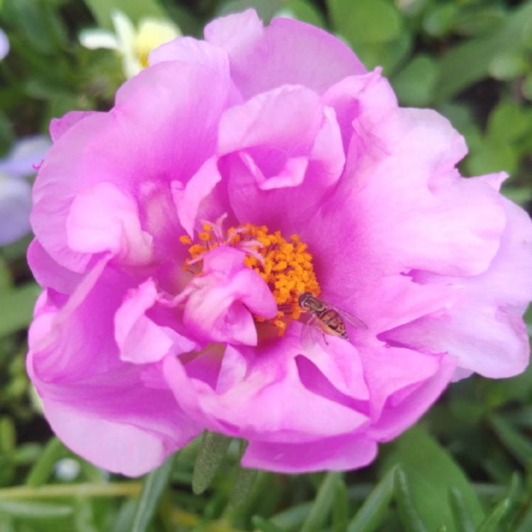Plant image Portulaca grandiflora 'Samba Pink Bicolor'