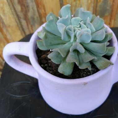 Echeveria 'Runyonii Topsy Turvy'