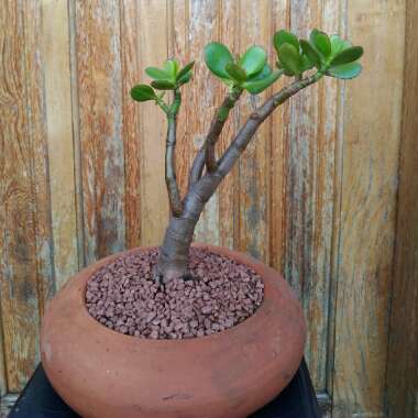 Jade Plant