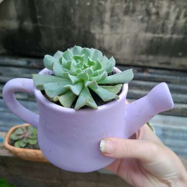 Echeveria 'Runyonii Topsy Turvy'