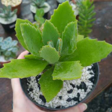 Kalanchoe millottii