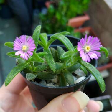 Drosanthemum floribundum