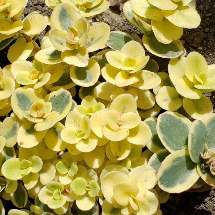 Plant image Sedum 'Sunsparkler Lime Twister'