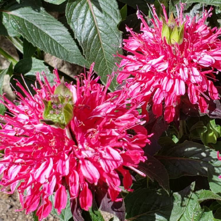 Plant image Monarda Didyma 'Balmy Pink'