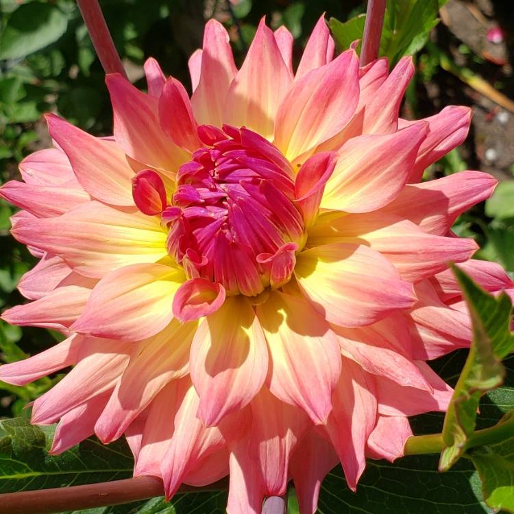 plant image 1118301