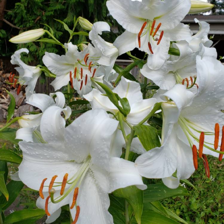 plant image 1134201