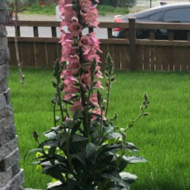 Tresa's garden