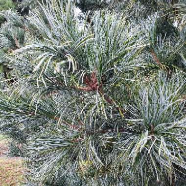 Tresa's garden