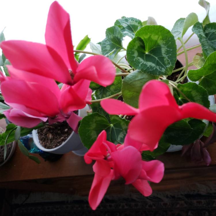 Plant image Cyclamen 'Super Serie Mammoth Dark Violet' (Super Mammoth Series)
