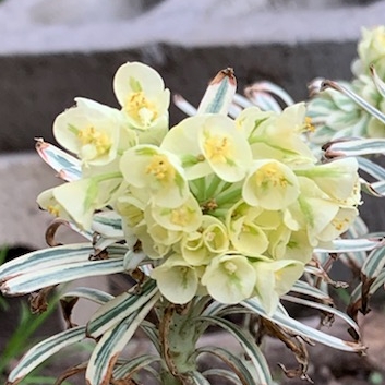 Euphorbia characias 'Tasmanian Tiger'