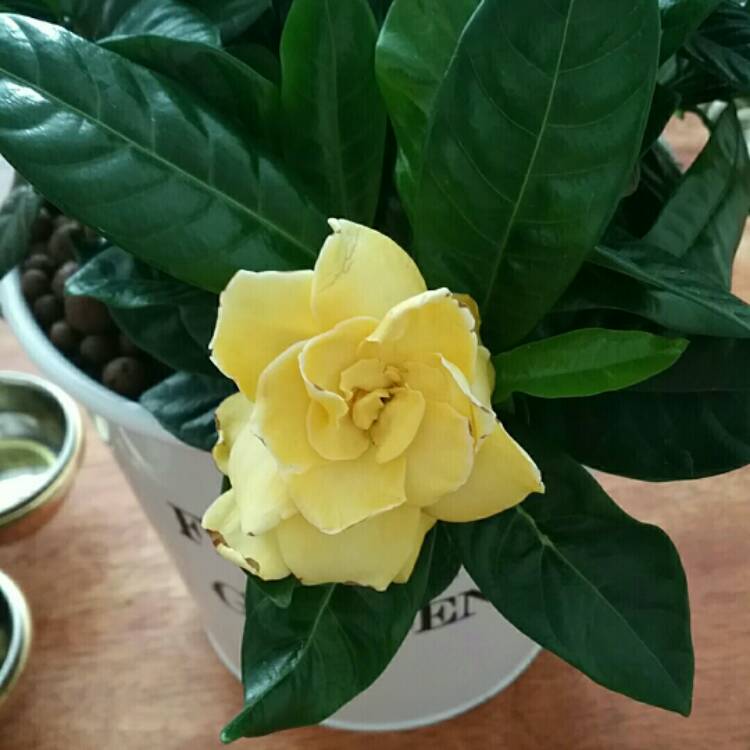 Plant image Gardenia augusta 'Florida'