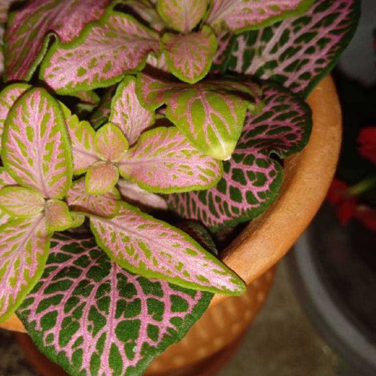 plant image 1648635 plant image 1648635