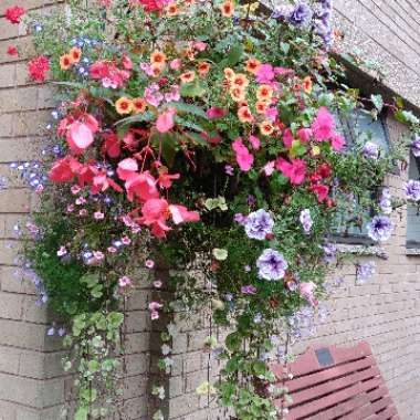 Andi's garden