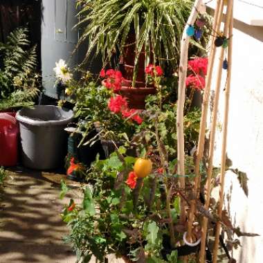 Andi's garden