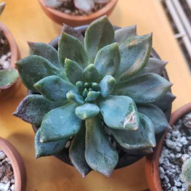 Sedeveria 'Blue Elf'