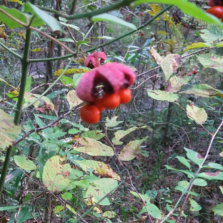 Plant image Euonymus americanus