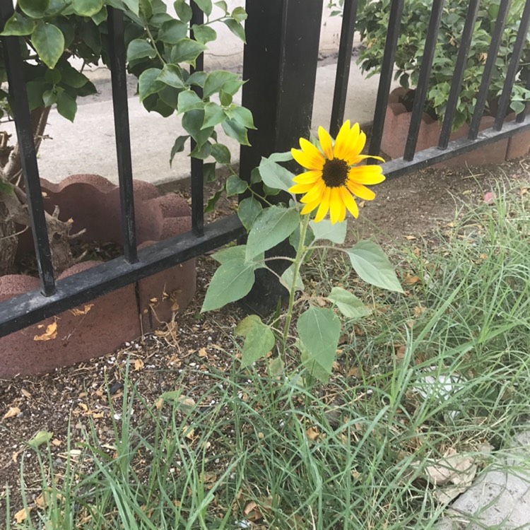 Plant image Heliopsis helianthoides 'Loraine sunshine'