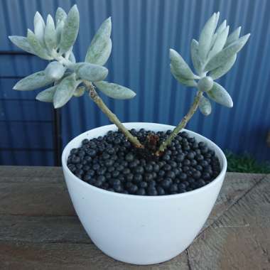 Cocoon Plant