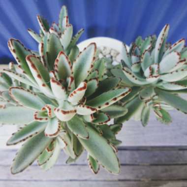 Kalanchoe 'Tomentosa'