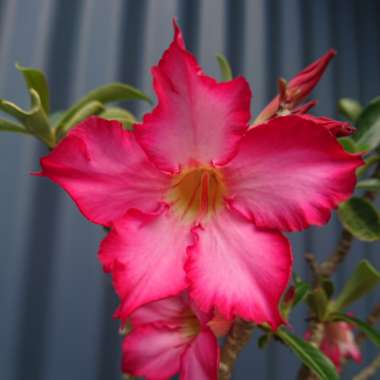 Desert Rose