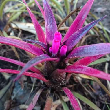 Bromeliad