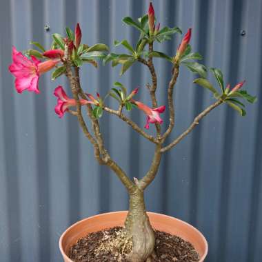 Desert Rose