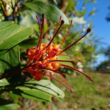 Grevillea 'Orange Marmalade'