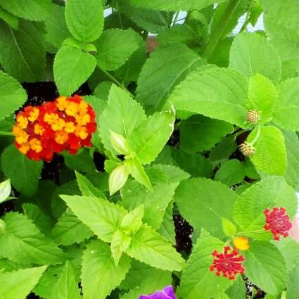 Plant image Lantana camara 'Radiation'