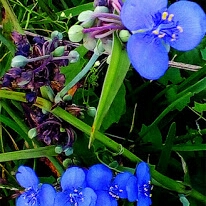 Spiderwort
