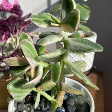 Crassula ovata 'Variegata'