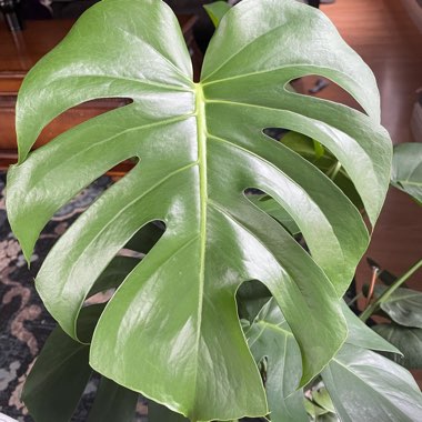 Swiss Cheese Plant