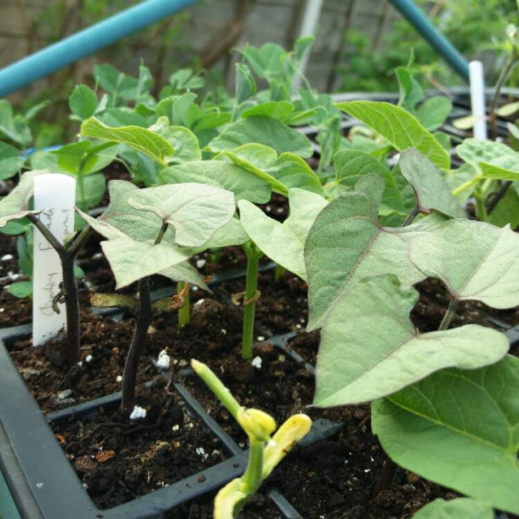 Plant image Phaseolus Vulgaris 'Monte Cristo'