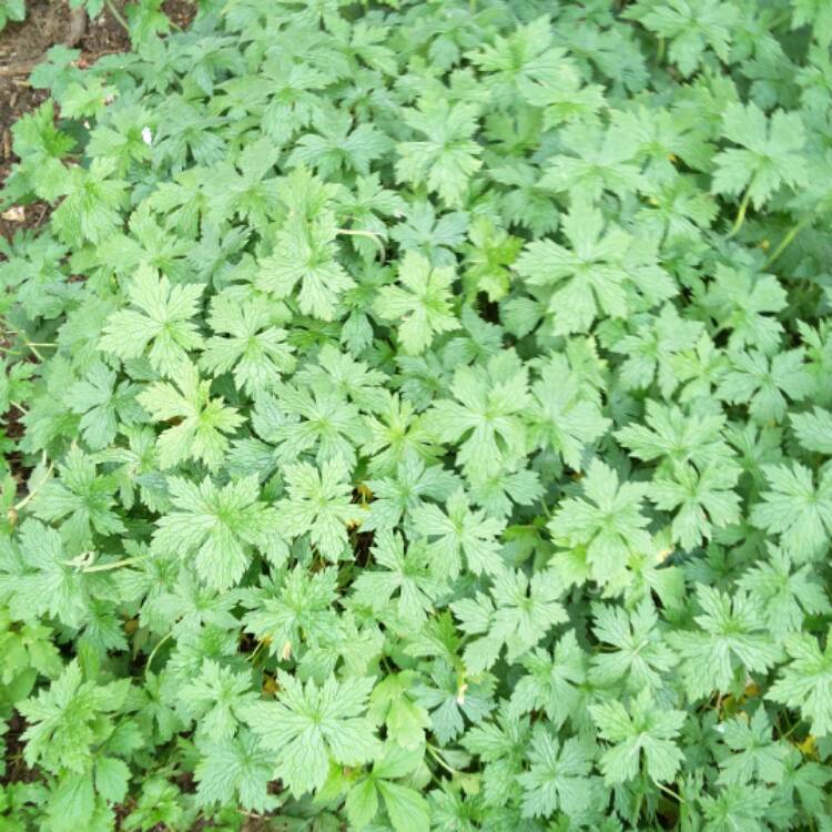 Plant image Geranium clarkei 'Kashmir Purple'