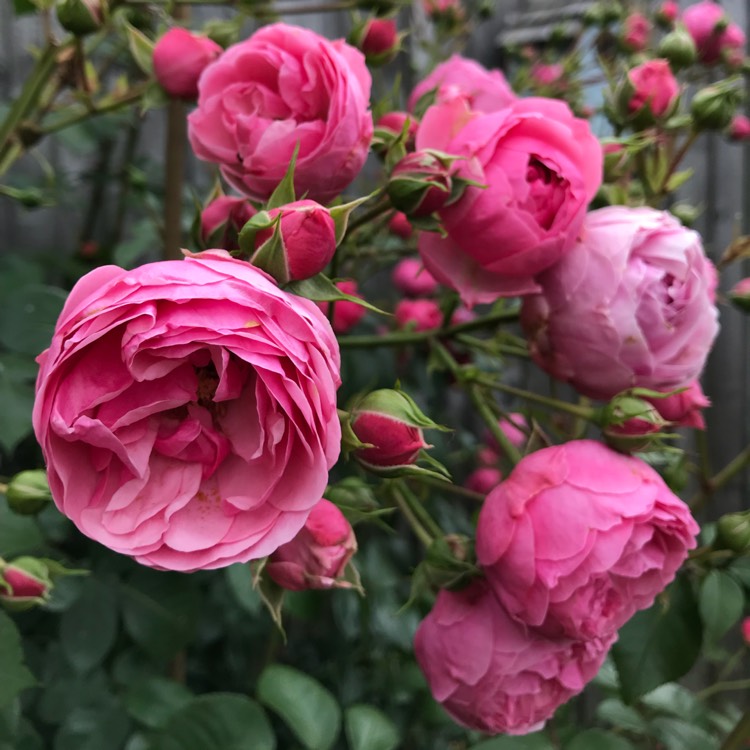 Plant image Rosa 'Ausmary' syn. Rosa 'Mary Rose'